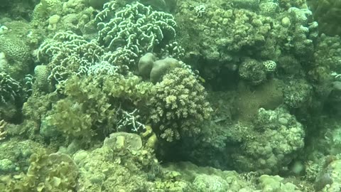 Snorkeling Adventures Philippines. Wow, so many amazing blue fish around the corals