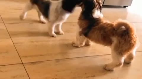 Funny Dog Fight