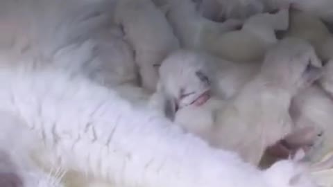 Adorable cat gives birth