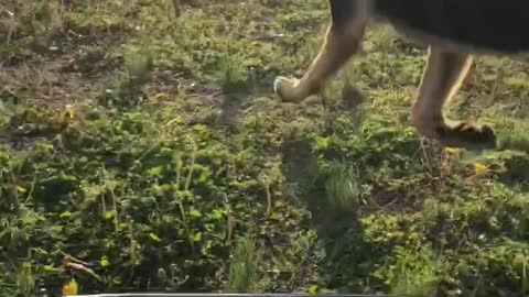 German Shepherd Loves Chasing Go Kart