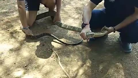 Removing King Cobra from Car