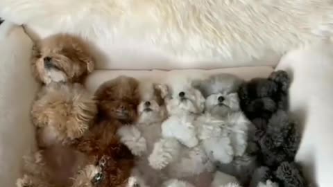 Beautiful baby dogs