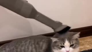 Cat approved vacuum