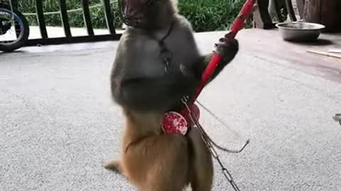 Funny monkey clip videos #1499 - YouTube