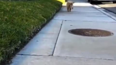 A dog playing with its owner and running in the garden of the house