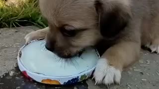 Cute puppy drinks milk