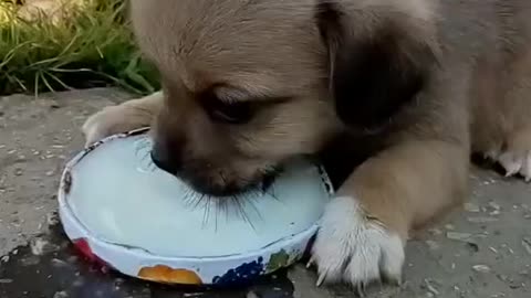 Cute puppy drinks milk