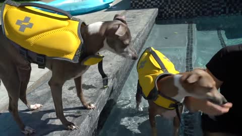 Teaching Dogs How To Swim