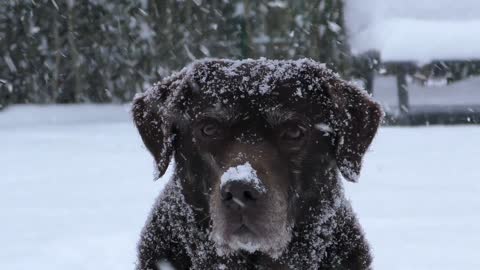 Labrador loves to "assist" owner with the snow plowing 🌨️