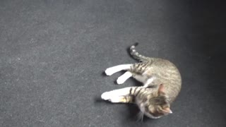 Small Cat Plays With Teaser Toy