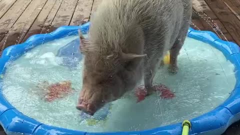 Pig Beats the Summer Heat