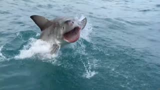 shark saying ''Hello''