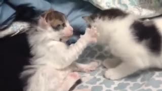 Cat fight among brothers