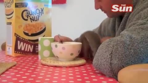 Rescued Squirrel Is Crazy About Cereal – It’s So Hilarious !!