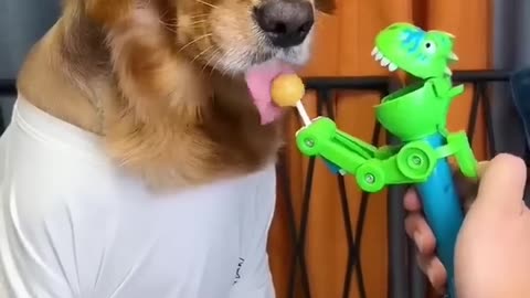 Dog funy video