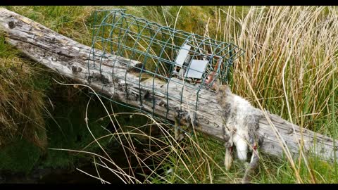 Animal wildlife trapping - Dead rabbit killed by trap