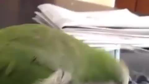Why are you Serious, look at me ,I am parrot #funny Videos