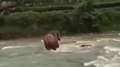 The Elephant Rushed To Save Her Child