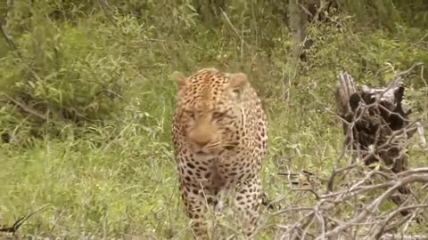 Leopard vs Monitor Lizard Real Fight _ Hungry Leopard Hunt Lizard But Fail _ Most Amazing Attack
