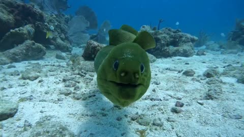 EEL BITES HIS BUDDY!