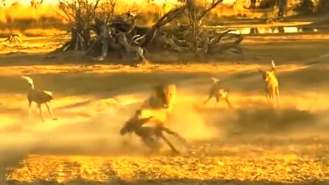 True battle of wild dog and Lions. Cheetah vs impala Lion . Part 1