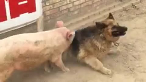 Pigs fight dogs.