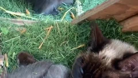 Sweet Mama Kitty Feeds Baby Raccoon