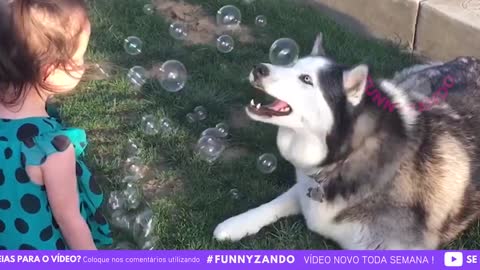 funny animals husky edition