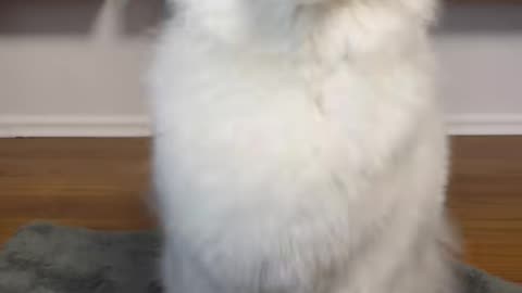 How SAMOYEDS