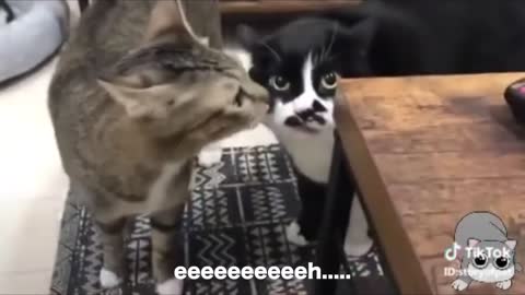 Unbelievable cute cats talking!