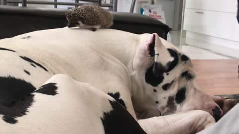 Hedgehog Accidentally Launched by Waking Great Dane