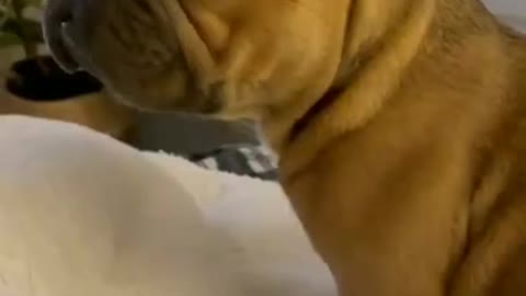 Lazy dog sleeps all day . Funny clip