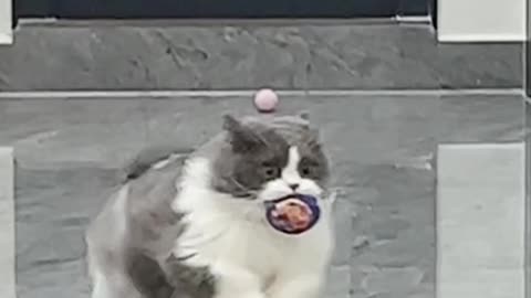 The cat runs over with a toy ball in his mouth