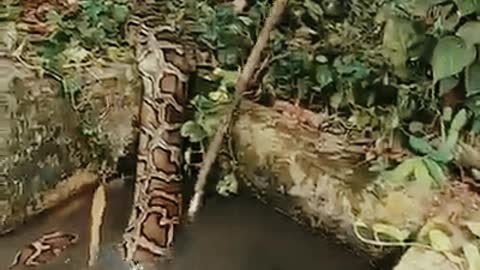 python catch in the river attack