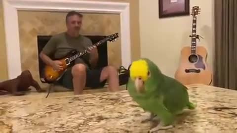 Intelligent parrot singing a song