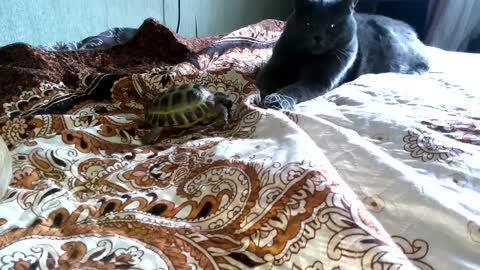 Turtle and cat allies against a dog