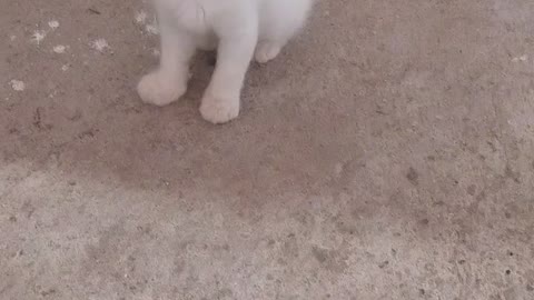 Cute kitten having really cute fun