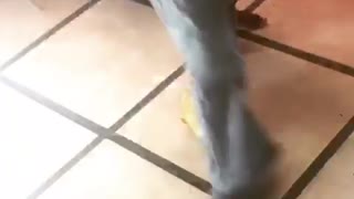 Baby duckling chases after toddler