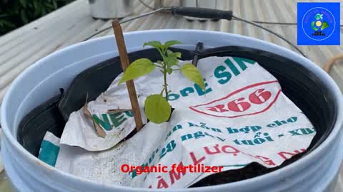 Add some nutrients to pepper seedlings