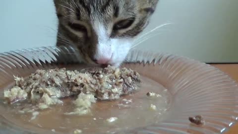 Cute Little Cat Eats on the Table Not at the Table