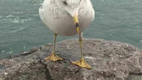 Fearless Seagull trying out a cookie