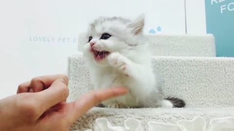 munchkin cute cat