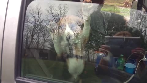 Beagle Puppy Doesn't Want Owner To Shut Car Window