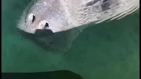 Was the tail that first appeared in the water the tail of a seal?