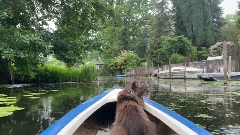 Kayaking Kitty Goes for Calm Ride in the Rain