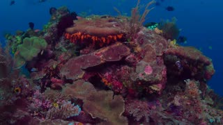 OCEANIA Coral Reef #100