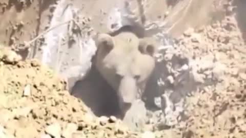 bear rescue from the thrilling ground