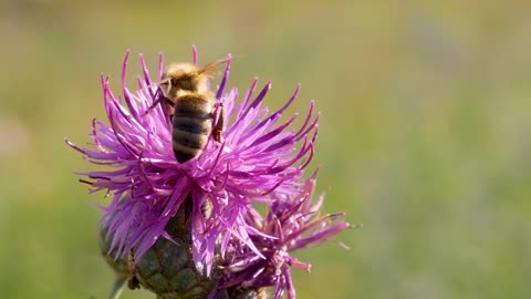 Honey bee collects or gather pollen nectar on pink flower
