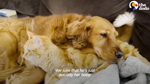 Kitten Found In Parking Lot Growled At His Golden Retriever Sister When They First Met | The Dodo