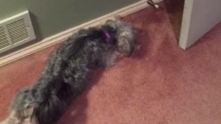 Dog plays with bendy door stopper